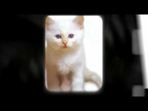 Funny Pets - YouTube