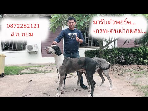 มารับตัวพอร์ต เกรทเดนฝากผสม 0872282121 สท ทอม
