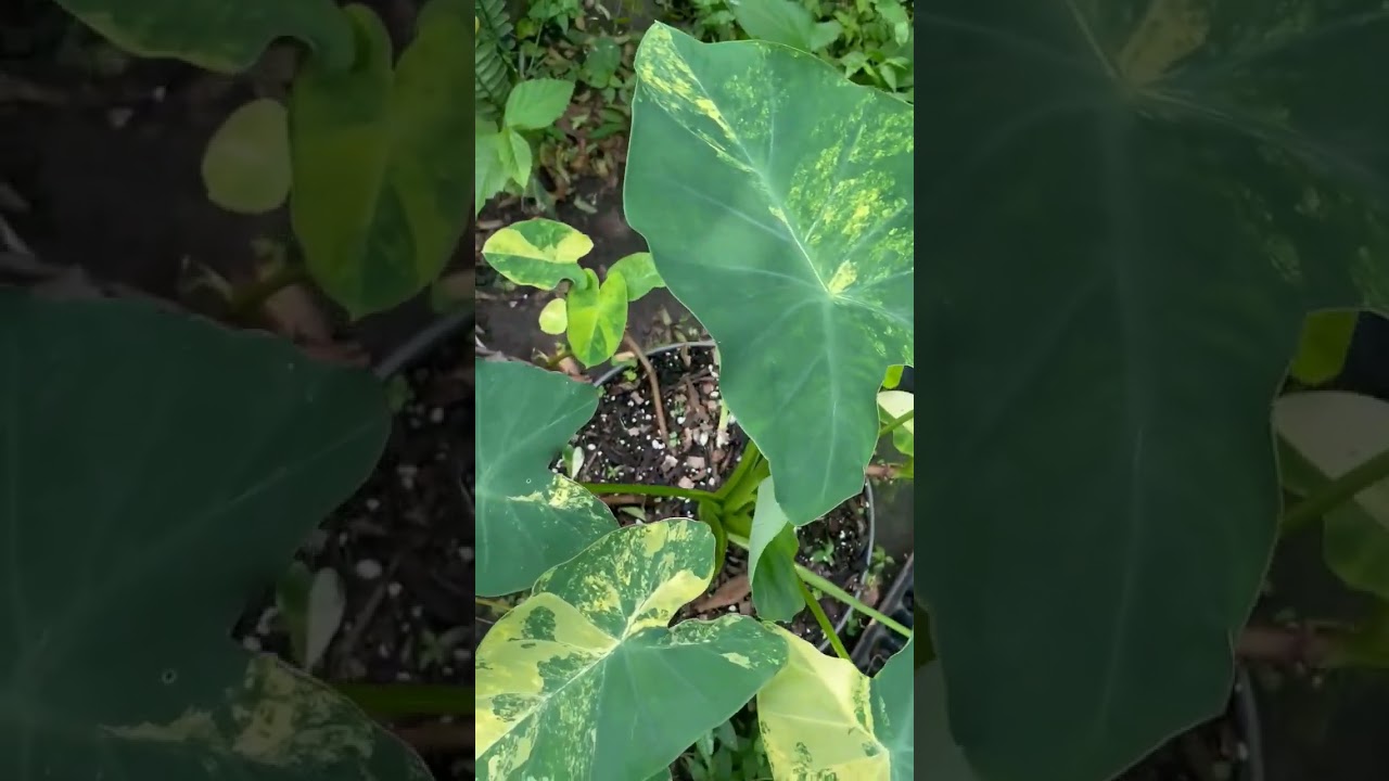 Colocasia Green Splash | Miss Mary Cris 