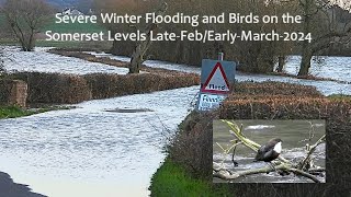 Severe Winter Flooding and Birds Late-Feb & Early-March-2024