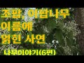 (6편) 조팝나무, 이팝나무를 구분하세요? #산촌귀농 #귀농 #나무이야기 #산촌 #산촌귀농자연인