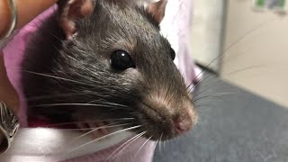 Сколько лет живут крысы? 🐀