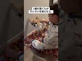 弟くんのヨシヨシに戸惑うハナ