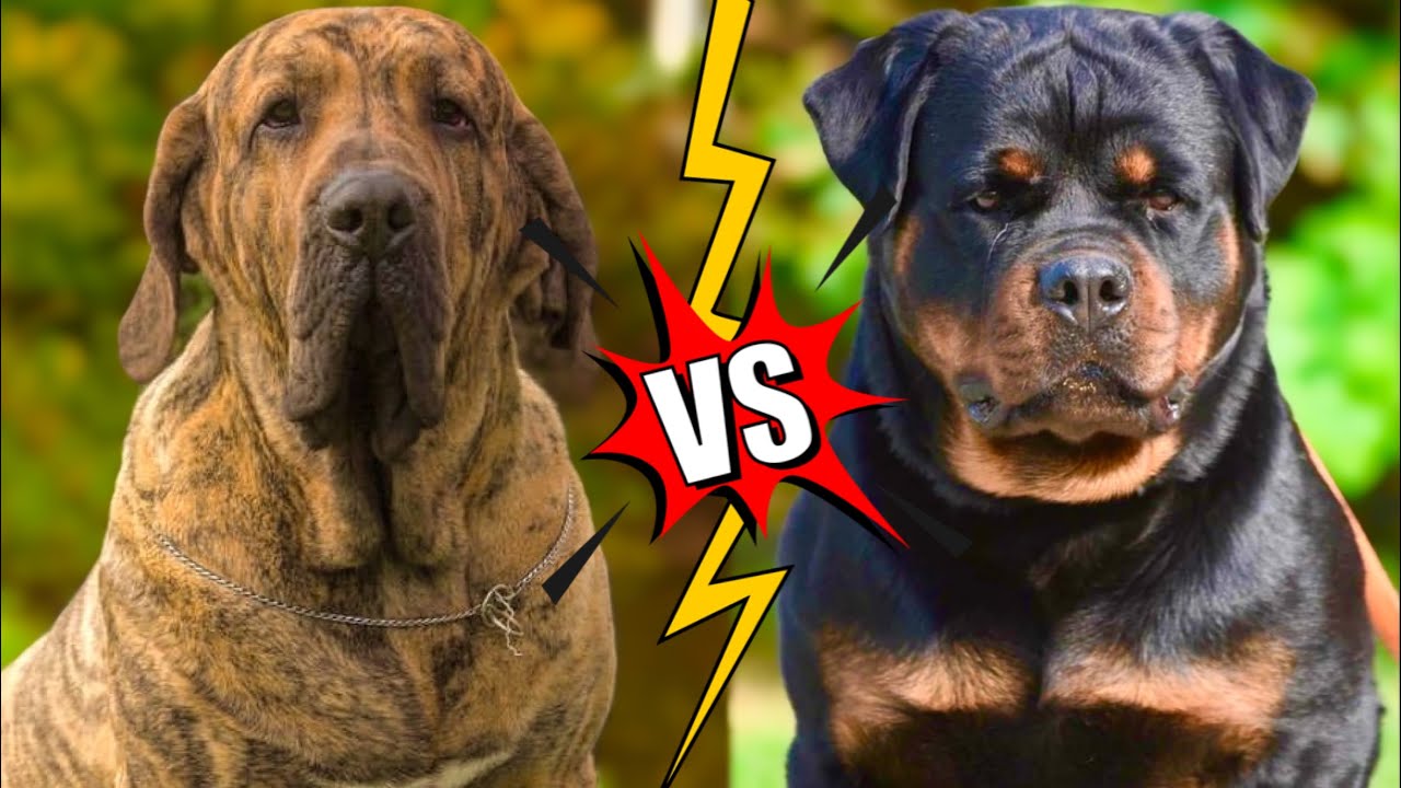 Fila Brasileiro VS Rottweiler  Qual o cão mais Valente? 