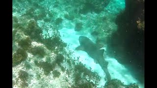 sleeping nurse shark