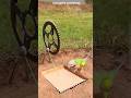 DIY Innovative Parrot Trap Using Cardbord #shorts #viral