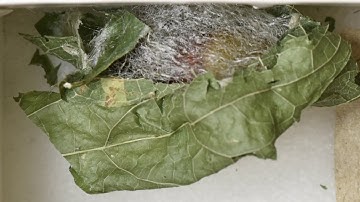 Cocoon spinning and pupation of the Io Moth Caterpillar, Automeris io