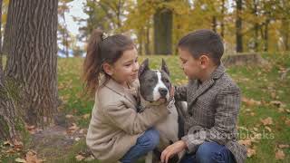 The American Pitbull Terrier  A Comprehensive video