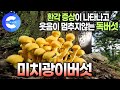 먹으면 웃음이 멈추지않는다고? 깊은 산 속이 아닌 주변 산책로나 등산로에 있는 독버섯들 🍄 | 독버섯 구별법 | 독버섯에 대한 오해