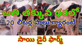 hf cow for sale in low price/ jersey cow for sale in andhra/ jersey cow for sale/ cow calf for sale