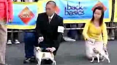 chihuahua dog show~wing yan win!!!