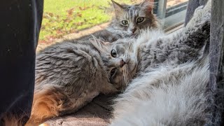 Sunshine after the rain, with my floof family:) #catdad #foster #catlover #foryou