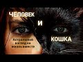 ЭНЕРГОИНФОРМАЦИОННЫЙ ГИПНОЗ. Человек и кошка. Астральный взгляд на жизнь вместе.