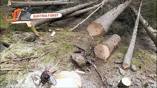 Holzfällen im Akkord mit Husqarna und Forstreich tr 30 und tr 24 keil