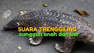 SUARA TRENGGILING HUTAN !!!!
