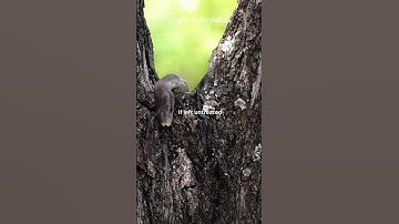 Black Mamba | The Deadliest Snake