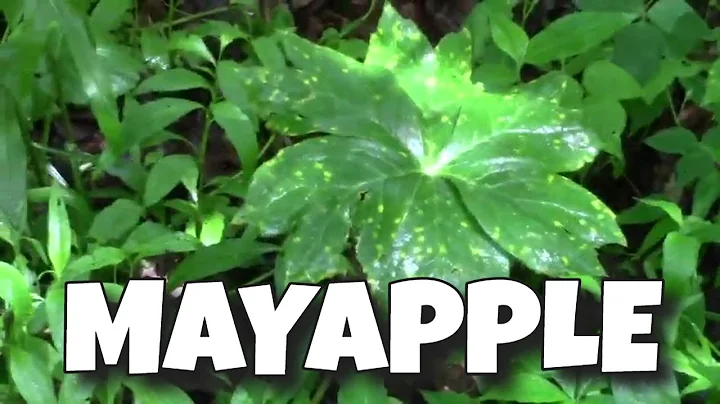Who's Jim Duke and hunting mayapples
