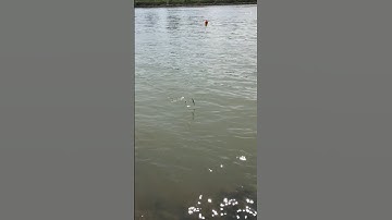 Dùng thẻo 15 lưỡi và mồi cám nắm lò xo để câu bắt 2 cá mương sông đà #shorts