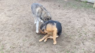 Sheprador In Heat: Licking | Day 4 Of Nala