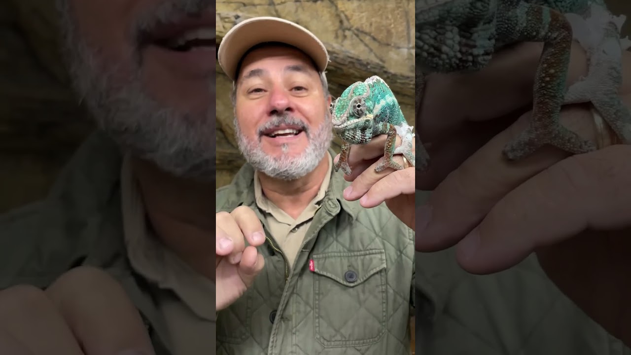 Our beautiful blue boy 🦎