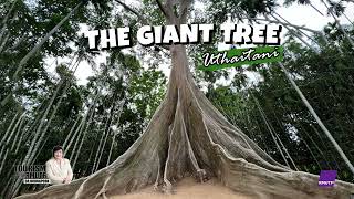 The Giant Tree | Tourism@RMUTP EP.169