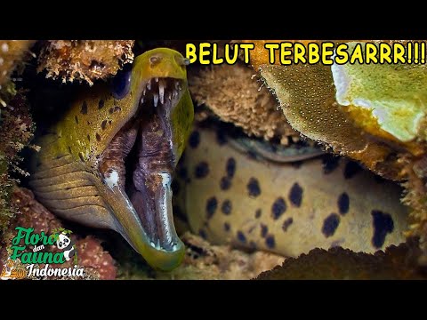 Video: Apakah belut moray berbisa?