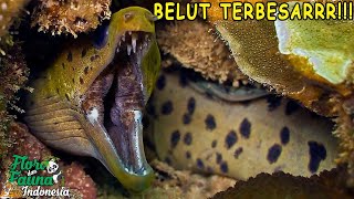 FAKTA YANG BELUM BANYAK TAHU ! TENTANG BELUT TERBESAR DI DUNIA | MORAY