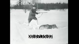 1958г. Новгородская обл. охота на волков