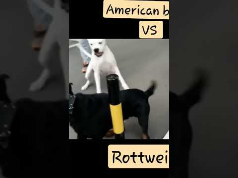 Rottweiler Vs Dogo