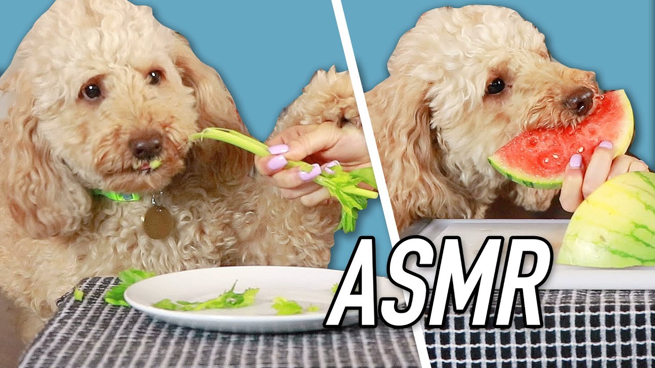 Dog Reviews Human Food ASMR | Kelsey Impicciche