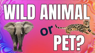 Wild or Pet Animal GAME for kids | Miss Ellis 💜 screenshot 3