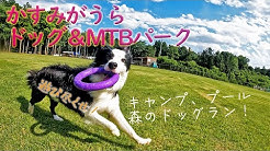 Ben The Bordercollie Youtube Ben The Bordercollie Youtube