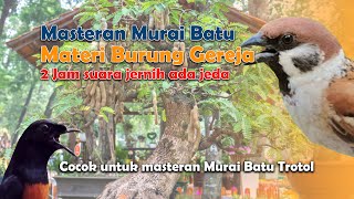 Masteran Suara Jernih Tembakan Rapet Burung Gereja