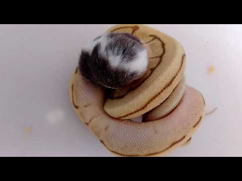 Male baby Ball python Lesser Pastel Spider Pinstripe 50% het Dessert Ghost, Reupload