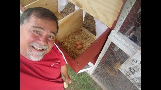Are your HENS ready to lay? by CENLA Backyard Chickens 58 views 10 months ago 59 seconds