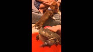 Budgetts Frog Screaming