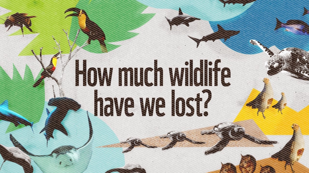 How Much Wildlife Have We Lost LivingPlanetReport YouTube how-much-wildlife-have-we-lost-livingplanetreport-youtube