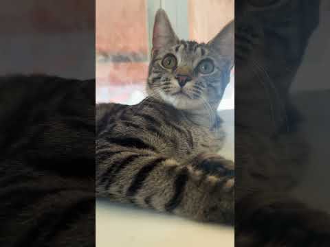 Cat Flowy Catfunny Foryou Catvideos Lovely Sitting Samira 