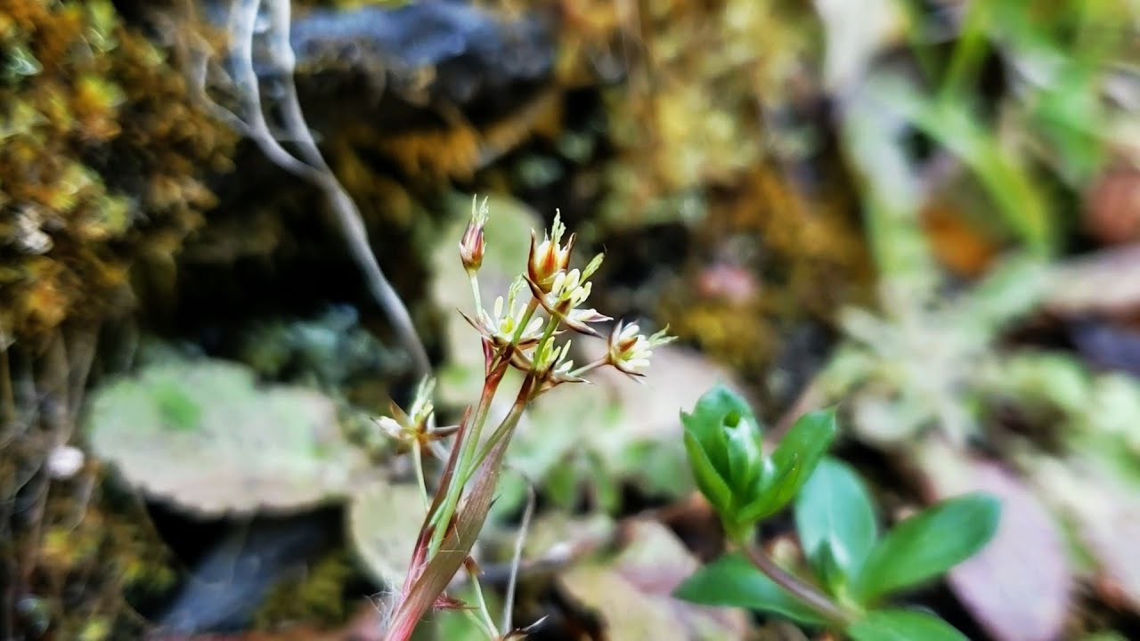 Woodrush is a tulip grass