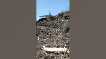 Discovering Old Buildings In The Logging Slash! 🪵