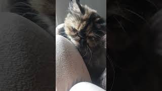 #music #remix #hiphop #dj #viralshort #cat #miradacanina #kitten #cute
