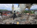 Fütterung der Jungstörche in Hammelburg am 16.07.2021