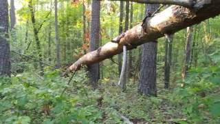 Sasquatch Hilltop: A Very Active Area - Amazing Stick Structures and Signs BIGFOOT 2017