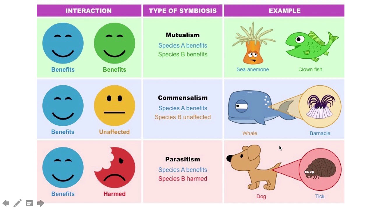 морские рыбы. Types of species. семейство кошачьих таблица. Types of species. кета нерка и горбуша разница.