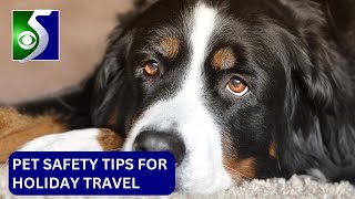 Pet safety tips when traveling for the holidays