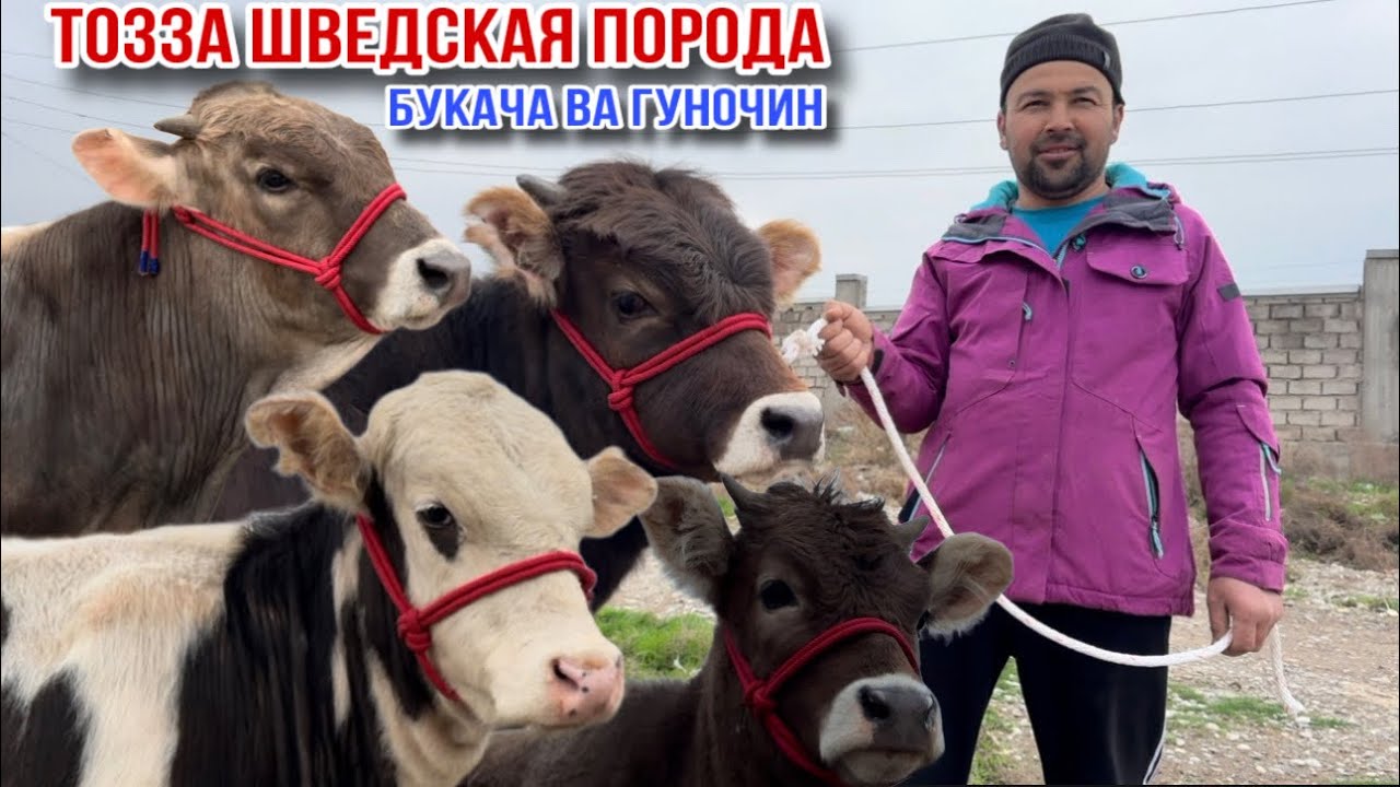 ШВЕДСКАЯ ПОРОДА БУКАЧА ВА ГУНОЧИН 6 марта 2026 г.