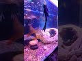 #live #fishtank #aquarium