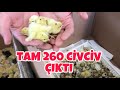 TAM 260 CİVCİV ÇIKTI ! BILDIRCIN ÇIKIMI ! #tavuk #tavukpazarı #folluklardan #yumurta