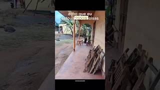 animais engraçados #comedy #humor #cat #pets #gatosengracados #funny
