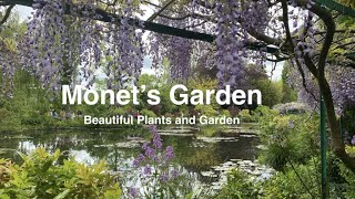 Monets Garden - Beautiful Plants and Gardens